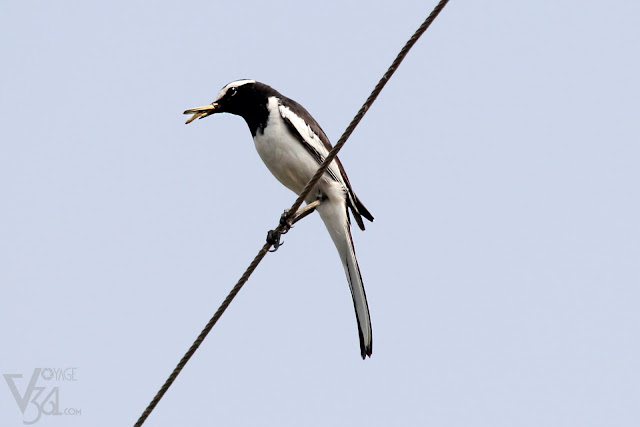 White Browed Wagtail