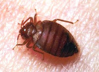 above the bed bug can bed bugs fly or jump the good news is bed bugs ...