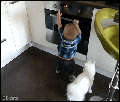 Amazing Cat GIF • Heroic and clever cat protects little boy from the hot stove