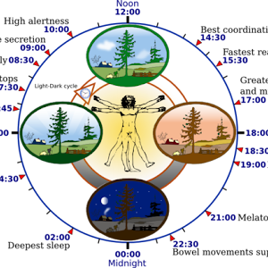 do you know melatonin hormone?