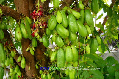 Riverstone Eco Resort: Laman Herba - Belimbing Buluh