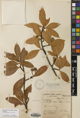 Рябина Томсона (Sorbus thomsonii)