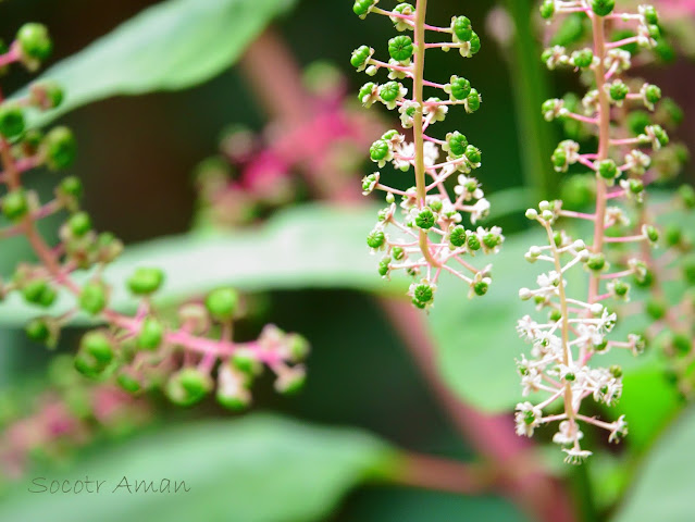 Phytolacca americana