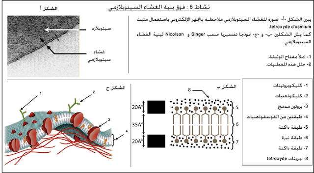 الغشاء السيتوبلازمي ملاحظ بالمجهر الالكتروني