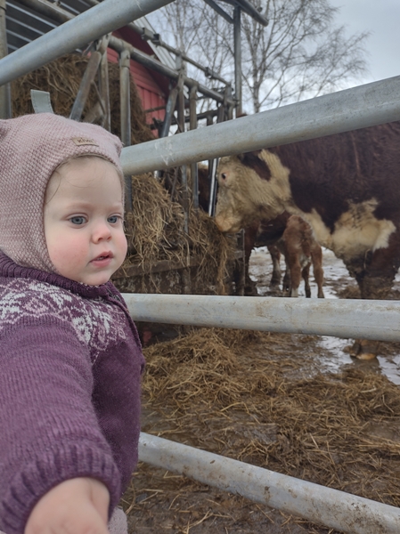 kalver kuer hereford