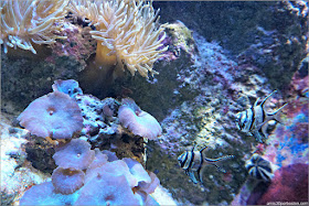 Living Corals: Cardenal Banggai