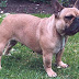 The Comprehensive Guide to French Bulldog Dogs