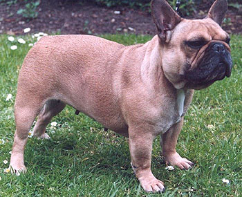 French Bulldog Dog