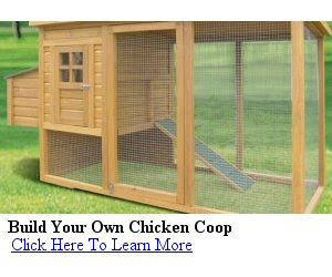 ... Plans for Chicken Coops: Building A Chicken Coop Enclosure On A Budget
