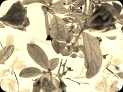 DSC00010