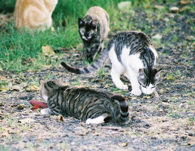 Feral cats wrestle with toy snakey mouse