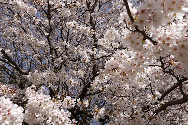 鳥取県西伯郡南部町鶴田 とっとり花回廊 花の丘 ソメイヨシノ（染井吉野）