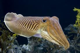 Cuttlefish, which also have 10 tentacles