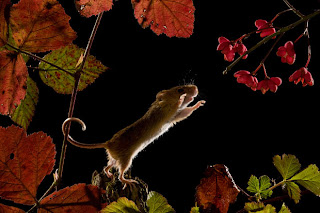 Mouse leaps through air in autumn