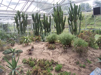 2010.08.13-024 plantes de climat sec