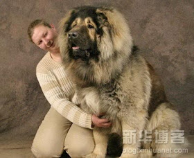 merawat anjing agar cepat besar foto terbaru anjing terbesar di dunia dengan pemiliknya. foto anjing terbesar tanpa efek rekayasa photoshop