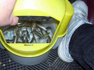 Lots of minnows left in the bucket.