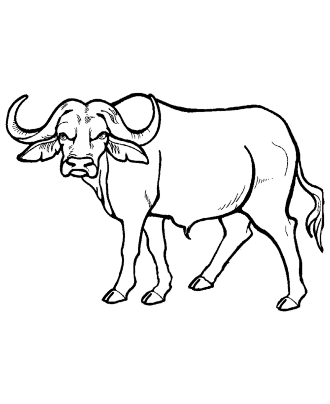 Wild Animal " Buffalo " Coloring Sheet For Drawing