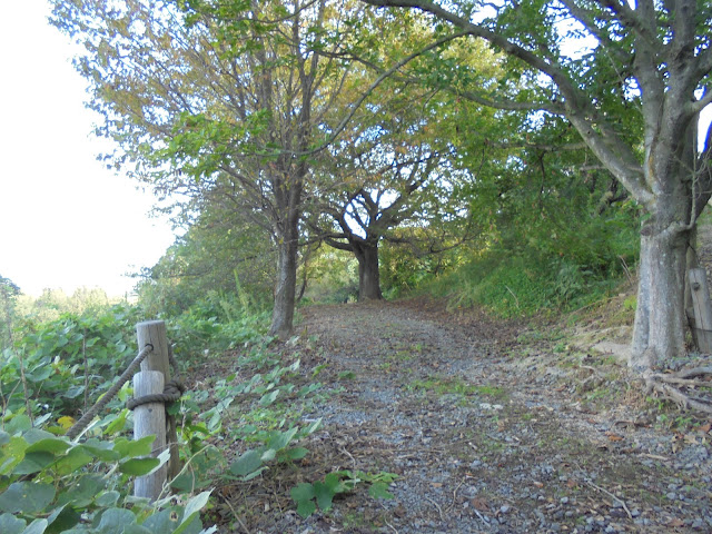 丘の上の伯耆古代の丘公園の遊歩道を回ります