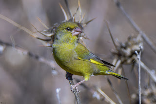 verderon-comun-carduelis-chloris-macho-