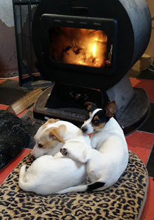 Two puppies keeping warm