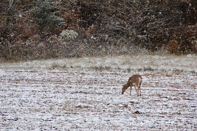 early snow, whitetail deer