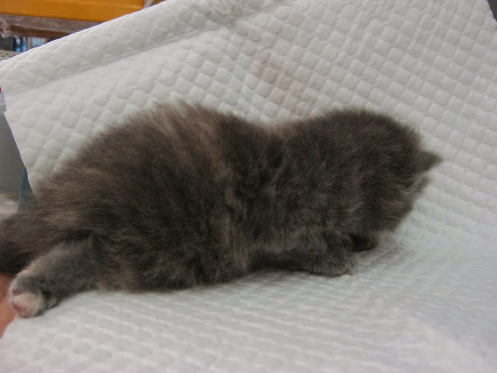 Arnab Changlun Rabbits: Anak-anak kucing tahun 2014