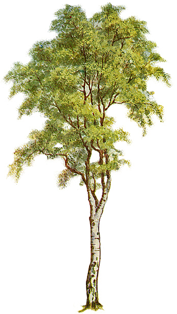 clipart tree with branches. free oak tree clip art.