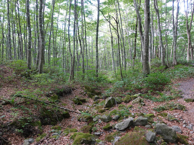 烏ヶ山登山道