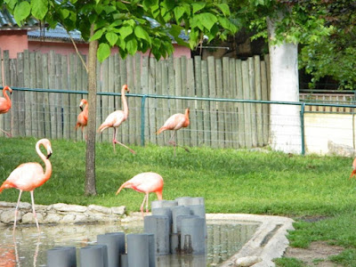 flamingos, wordless wednesday