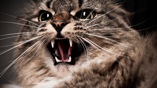 why is my cat aggressive with me?