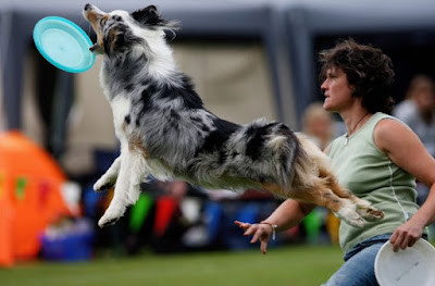 Frisbee com cães