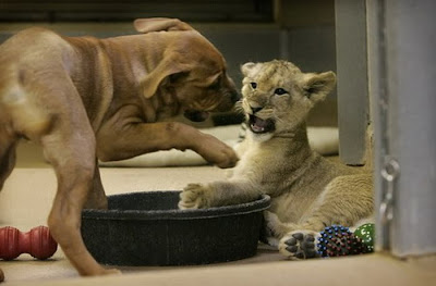 Baby Lion Wrestling with Puppy Seen On www.coolpicturegallery.us