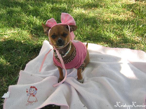 Dog Easter Outfit2