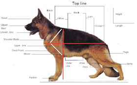 how to choose german shepherd dog, how to choose german shepherd puppy, choosing german shepherd puppy, good german shepherd puppy, perfect german shepherd puppy, how to choose german shepherd dog, how to choose german shepherd puppy, choosing german shepherd puppy, captani max von stephanitz