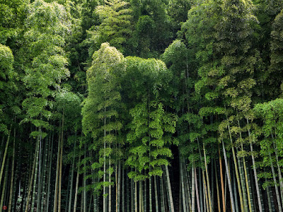 Bamboo grove: Jochi-ji