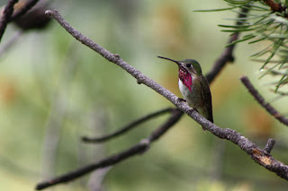 Selasphorus calliope