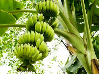 Benefits of Trees Go Bananas