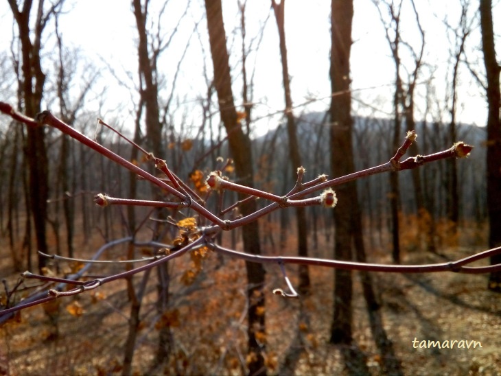 Клён ложнозибольдов (Acer pseudosieboldianum)