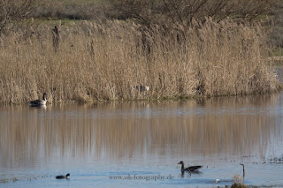 Wildlifefotografie Lippeaue Graugans