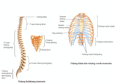 Tulang-Ekor