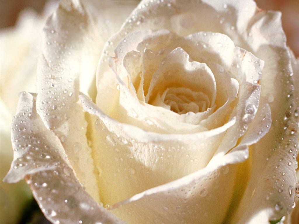 White Rose Wallpaper