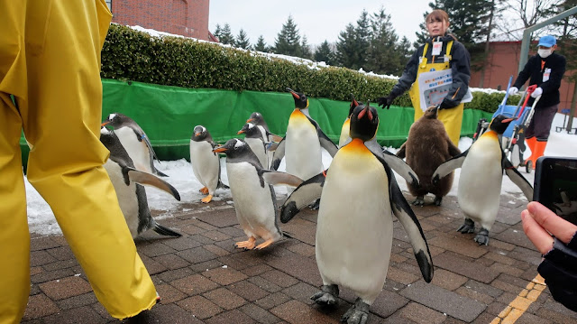 北海道 登別マリンパークニクス ペンギン散歩