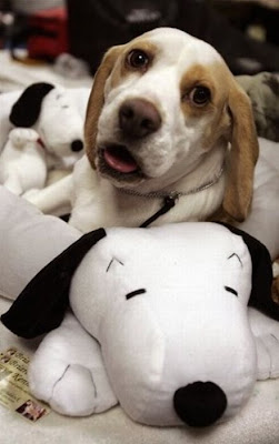 Backstage At The 135th Annual Westminster Dog Show Seen On www.coolpicturegallery.us