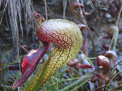 Grow and care Cobra Lily - Darlingtonia californica - Cobra plant - California pitcher plant