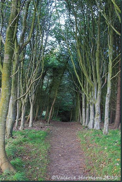19-tree-avenue
