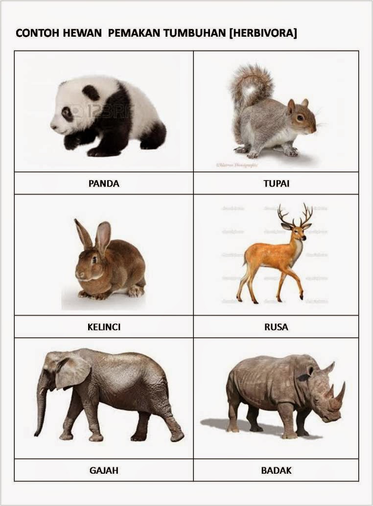 Gambar Binatang Herbivora Related Keywords & Suggestions 