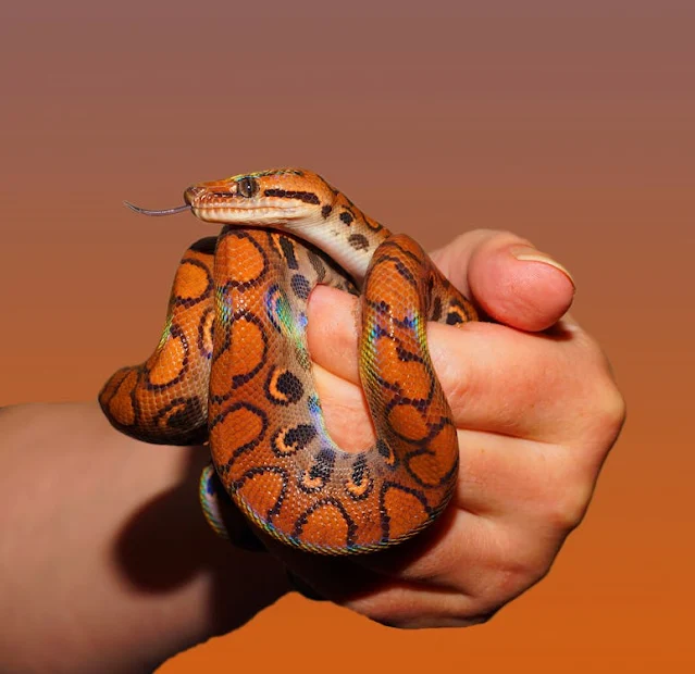 A photo of a Brazilian Rainbow Boa