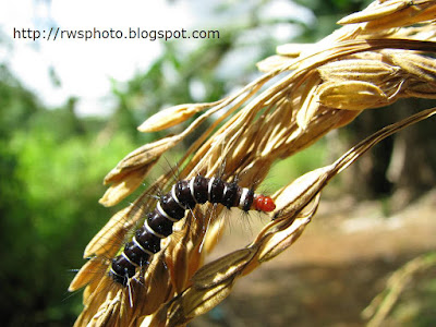 yellow black and white caterpillar. yellow black and white