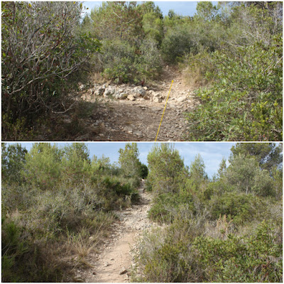 CALAFELL-MONTPAÓ-URBANITZACIÓ VALLDEMAR-TORRE D'EN VIOLA- EL PUJAL-LA TALAIA, corriol per la carena del bosc de la Muntanya del Borrell a Calafell